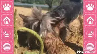 Йорк купается