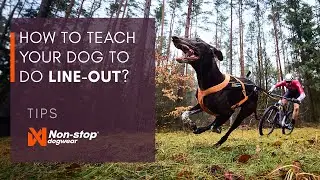 How to teach your dog to do line-out?
