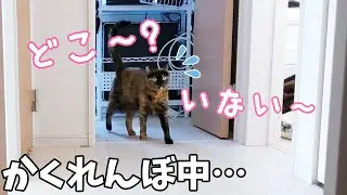 どうしてもママを見つけられないサビ猫が可愛すぎる…