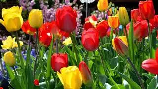 Pakarina - Armonia song// Flores divinamente hermosas //Divinely beautiful flowers