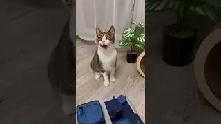 Мяту посадили на диету?!😰😡 #котики