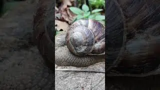 Ormanda Sürünen Canlılar /En Doğal Tepkiyi Verdi / SALYANGOZ #garden #nature #doğa #köyhayatı