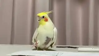 Корелла решила стать дирижером!