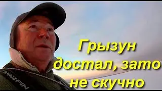 Грызун достал, зато не скучно