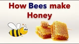 How Honey Bees make Honey