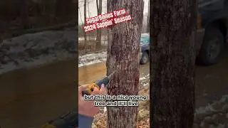 Sappin’ Season | Tappin’ the Maple Trees | Maple Syrup #maplesyrup #countrylivin #newhampshire #diy
