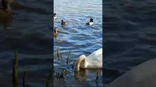Duck Wasn't Expecting This