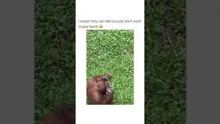 Chimpanzee wearing sunglasses | Smart Chimpanzee | Cute Pets Kingdom