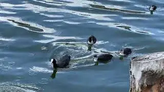 Утки на озере дерутся за наш хлеб