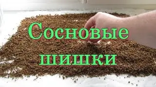 Сосновые шишки