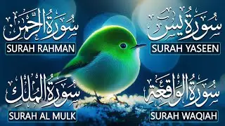 Magical Recitation Surah Yaseen (Yasin) | Surah Rahman | Surah Waqiah | Surah Mulk