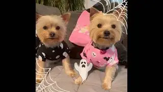 🕸️🖤Only 68 more days until Halloween 💕👻