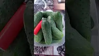 Утренний урожай: огурчики Пасалимо!