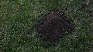 Homevo repelent cârtițe