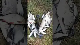 На реке всегда так.😁 рыбий разносол.