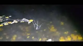 раки , зарыбление.