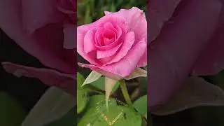 Ты красивая как эти розы! Будь счастливой и любимой! Прекрасного тебе вечера!