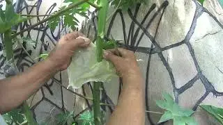 como enraizar pe de mamão para o vaso ou trocar de lugar