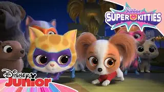 Showstopper 🐈 | SuperKitties ⭐ | Disney Junior MENA