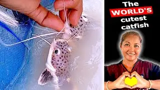 CLOSE UP Hand Feeding Redtail Catfish (Banana Catfish)