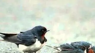 Olivier Messiaen, Abîme des oiseaux, Quatuor pour la fin du temps