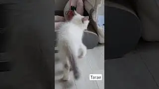 어흥~호랭이 처럼