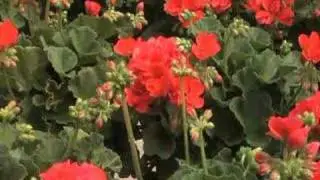 Ag PhD - Plant Growth Hormones (from show 