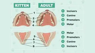 How Many Teeth Do Cats Have? Kitten vs Adult Explained!