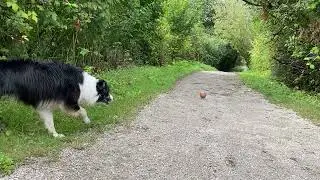 OFF LEASH BORDER COLLIE  