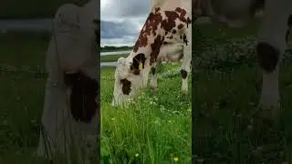 Угадаешь породу? #крс#коровы#видиоприрода#cow#cows#animals#milk #farmer