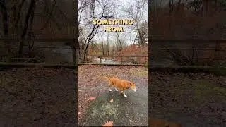 This puppy has a message 