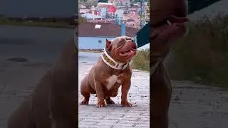 #pitbull #story #instagram #tiktok #istanbul