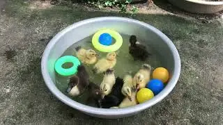 Funny baby duck swimming and eating so hungry
