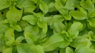 ❓❓❓🌺🌺🌺Почему я не плачу помощнику в теплице! 🌺❓❓❓🤔🤔🤔