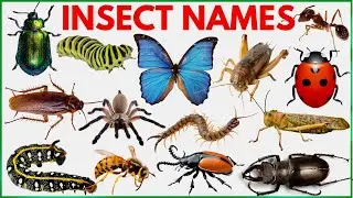 Insects Name | Learn 25 Insects Names for Kids  in English | Names of insects | 