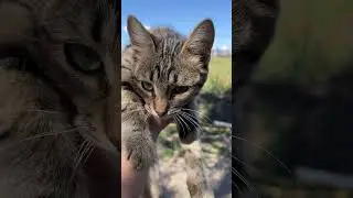 Приютили котенка #домсвоимируками #своимируками