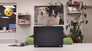 Hundetraining im Live-Chat online !!!