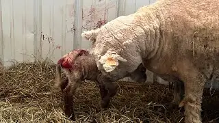 Baby sheep surprise | Pez has a lamb and a mummified baby | tiny lamb fostered by Pez