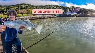 WIDE OPEN Bay Area Striper Bite Until….
