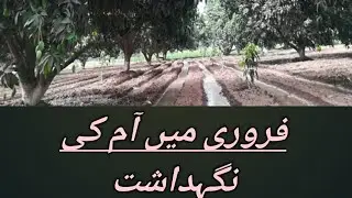 Mango Orchard Managment in February 2022 Video # 1 #mangofarming #mangofarm