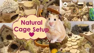 Natural Hamster Cage Setup 🐹✨