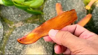 MAHONI‼️ Manfaatnya Tidak Sepahit Rasanya