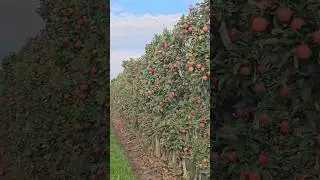 #Canadian red Gala apple 🍎 #shorts #fruit #farming #harvest #farmworkers