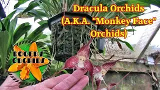 There Be Draculas