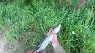 Ловля на рагуля  Ч 2  Язь