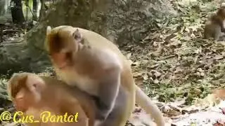 Bojog ngentot
