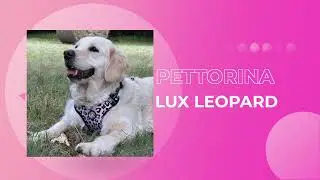 NUOVA PETTORINA CANI GRANDI: nessuna trazione e nessuna strozzatura