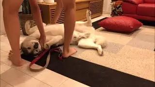 Siberian Husky refuses to walk with his brother