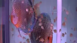 successful discus breeding part 3