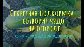 Секретная подкормка сотворит чудо на огороде